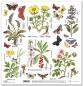 Preview: ITD Collection 12x12 Paper Pad Herbarium