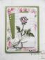 Preview: MD Clearstempel Tiny's Single Rose #TC0846