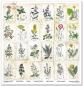 Preview: ITD Collection  Paper Pad 12x12 Herbarium 2 #049