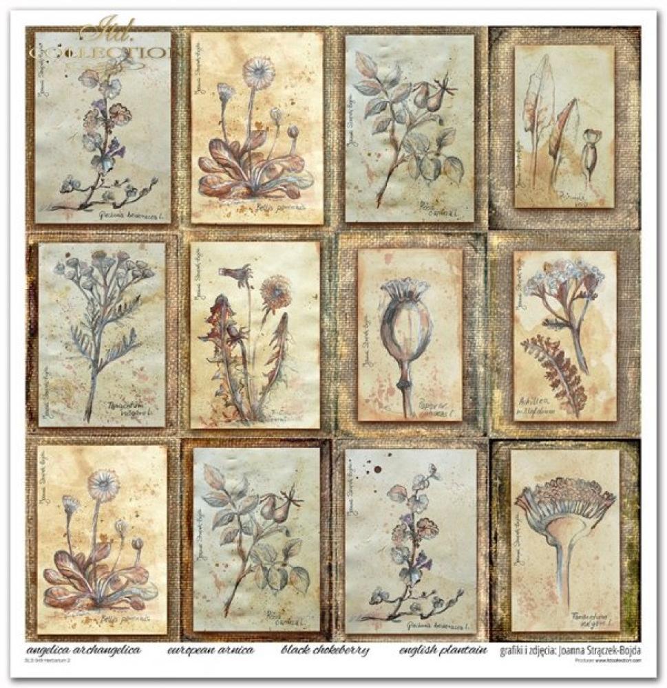 ITD Collection  Paper Pad 12x12 Herbarium 2 #049