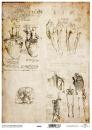 ITD Collection A4 Pergament Paper Anatomy Drawings #125